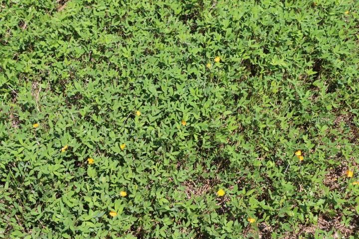 Green Swamp Road Clermont, FL 34714 - Photo 11 of 55 a view of a lush green field