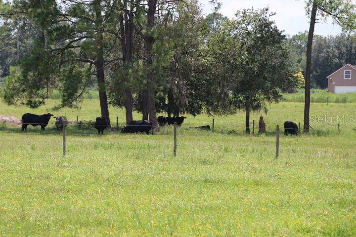 Green Swamp Road Clermont, FL 34714 - Photo 18 of 55 a view of park