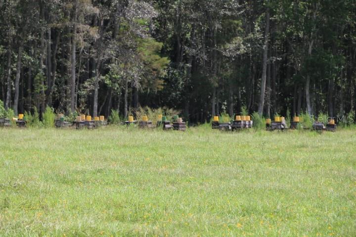 Green Swamp Road Clermont, FL 34714 - Photo 22 of 55 a backyard of a house with lots of green space and fountain