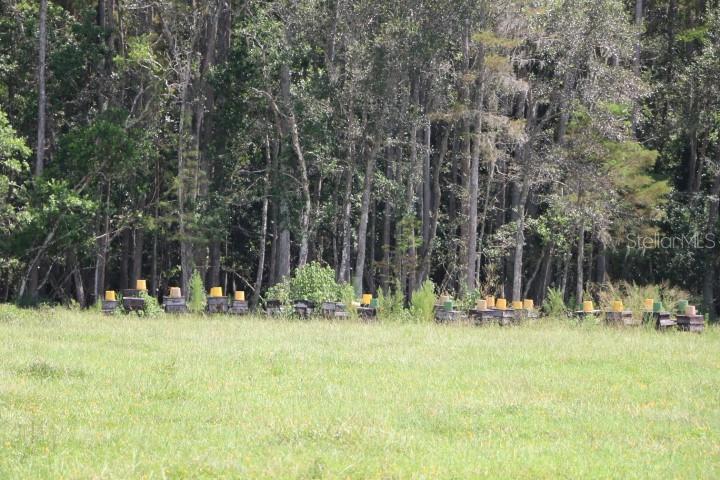 Green Swamp Road Clermont, FL 34714 - Photo 27 of 55 a backyard of water with tall trees