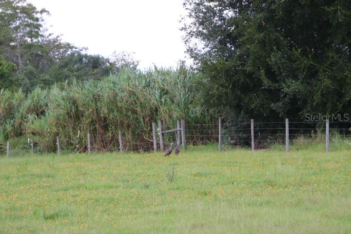 Green Swamp Road Clermont, FL 34714 - Photo 35 of 55 a view of outdoor space with deck and window