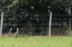 Green Swamp Road Clermont, FL 34714 - Photo 36 of 55 a view of a garden