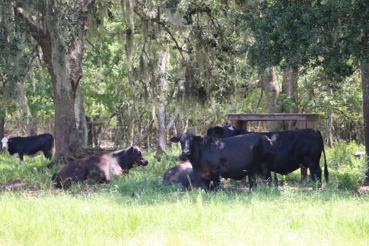 Green Swamp Road Clermont, FL 34714 - Photo 42 of 55 a backyard of a house with yard and tree