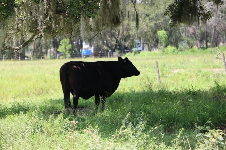 Green Swamp Road Clermont, FL 34714 - Photo 44 of 55 a backyard of a house with table and chairs