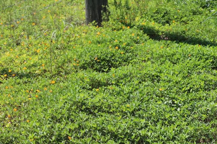 Green Swamp Road Clermont, FL 34714 - Photo 6 of 55 a view of a lush green forest