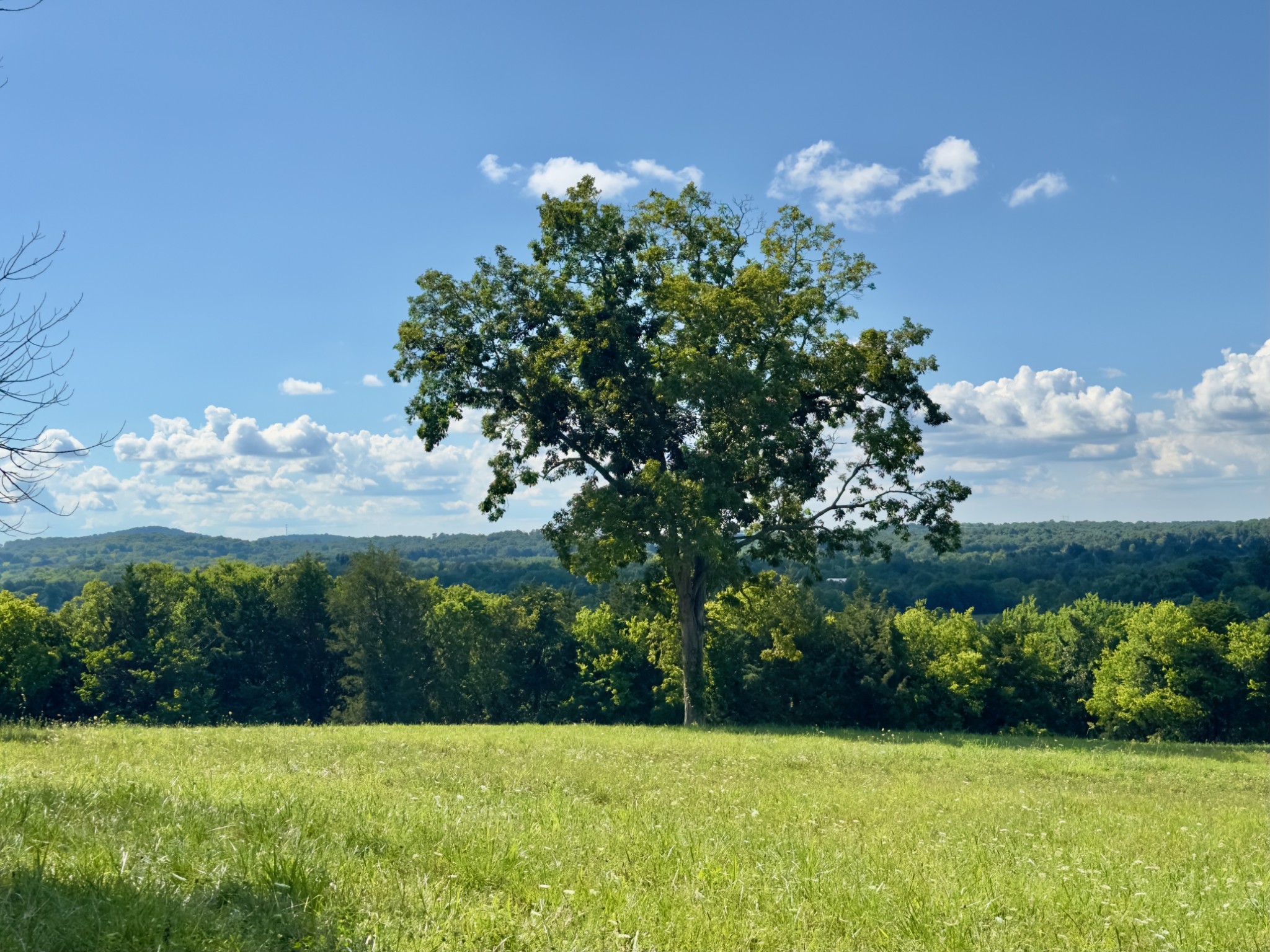 199 Knee Road Watertown, TN 37184 - Photo 40 of 70 a view of a garden