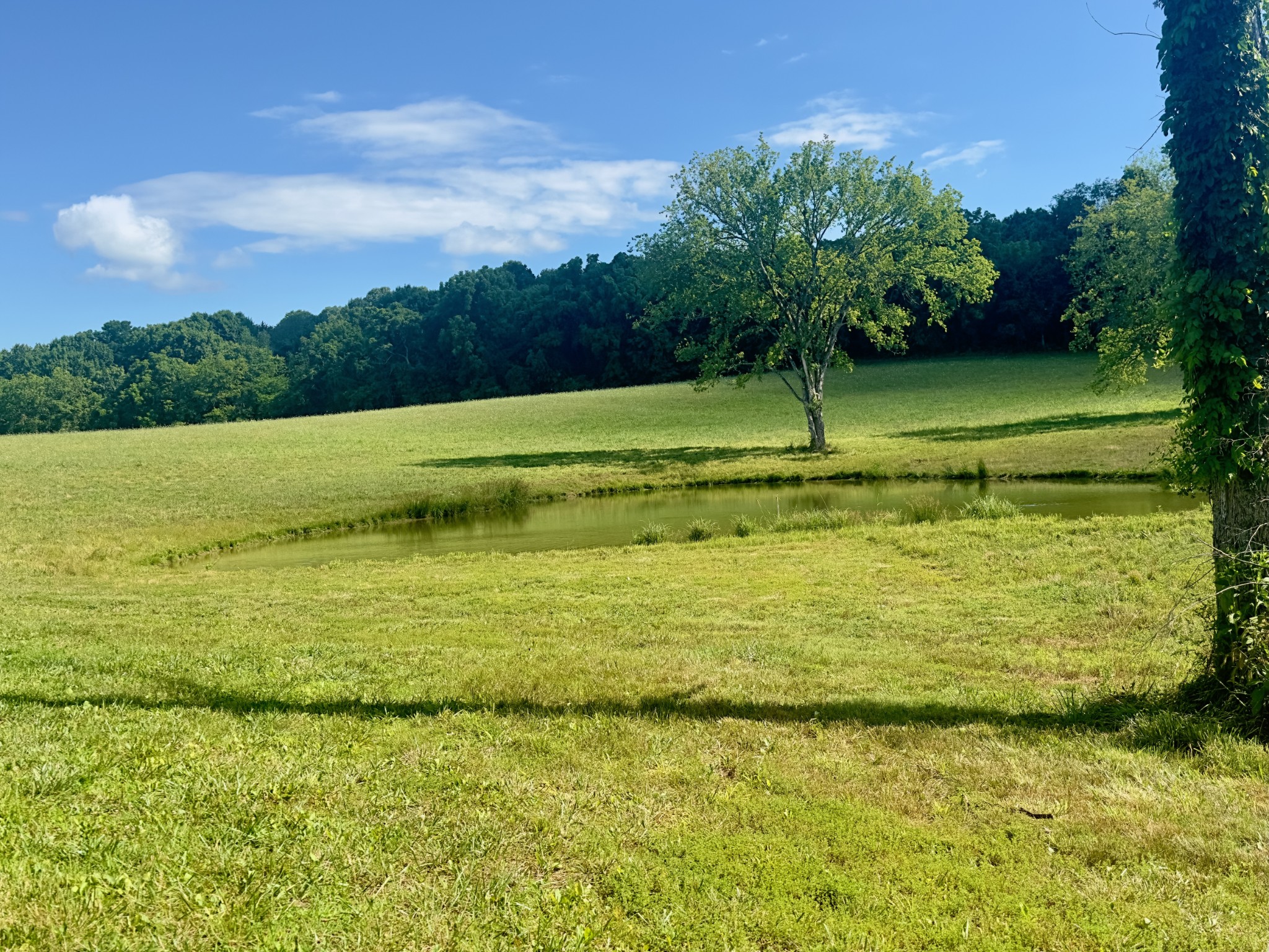 199 Knee Road Watertown, TN 37184 - Photo 48 of 70 a view of a swimming pool with a yard