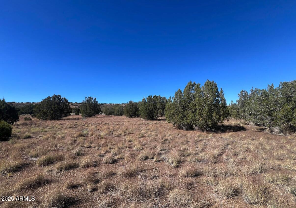 a view of a dry yard with trees in the background