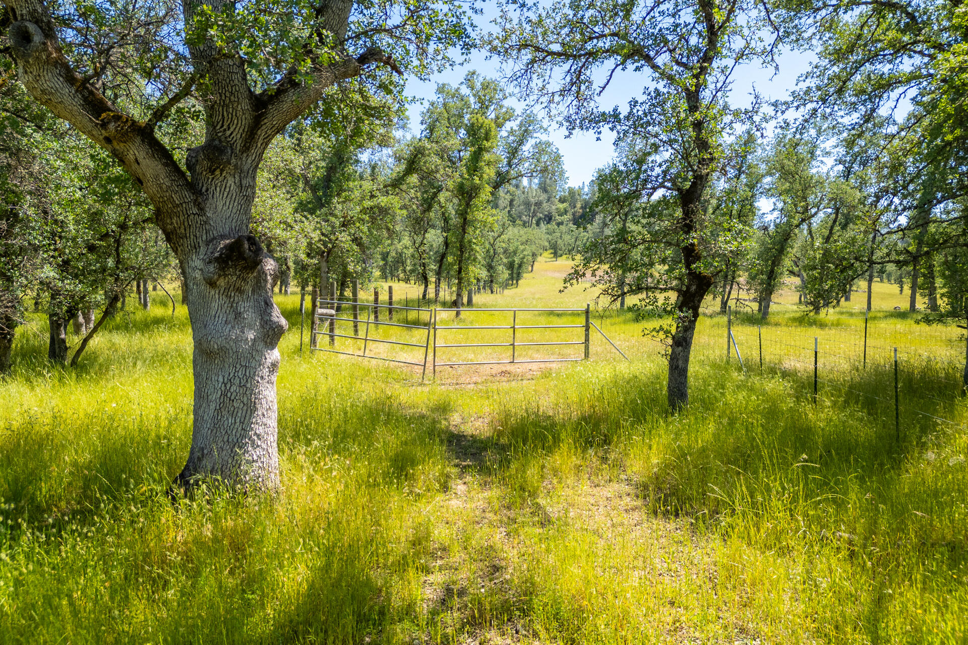 0 Racoon Way Oak Run, CA 96069 - Photo 37 of 39 Racoon028