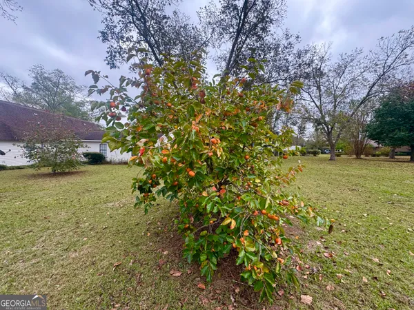 a view of a yard with a tree