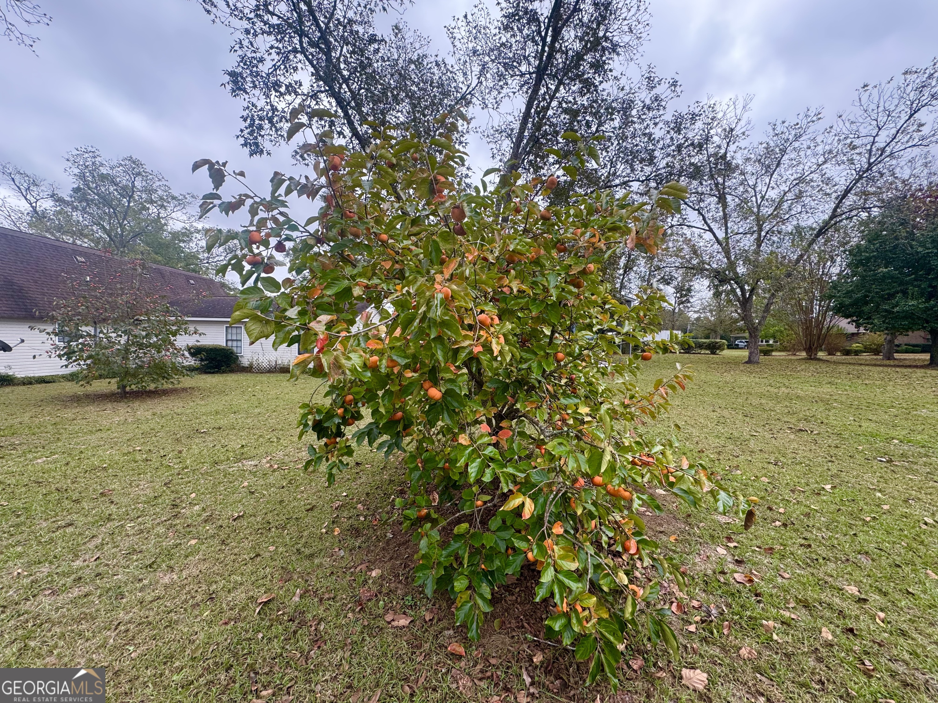 509 Lakeview Drive Dexter, GA 31019 - Photo 37 of 41 a view of a yard with a tree