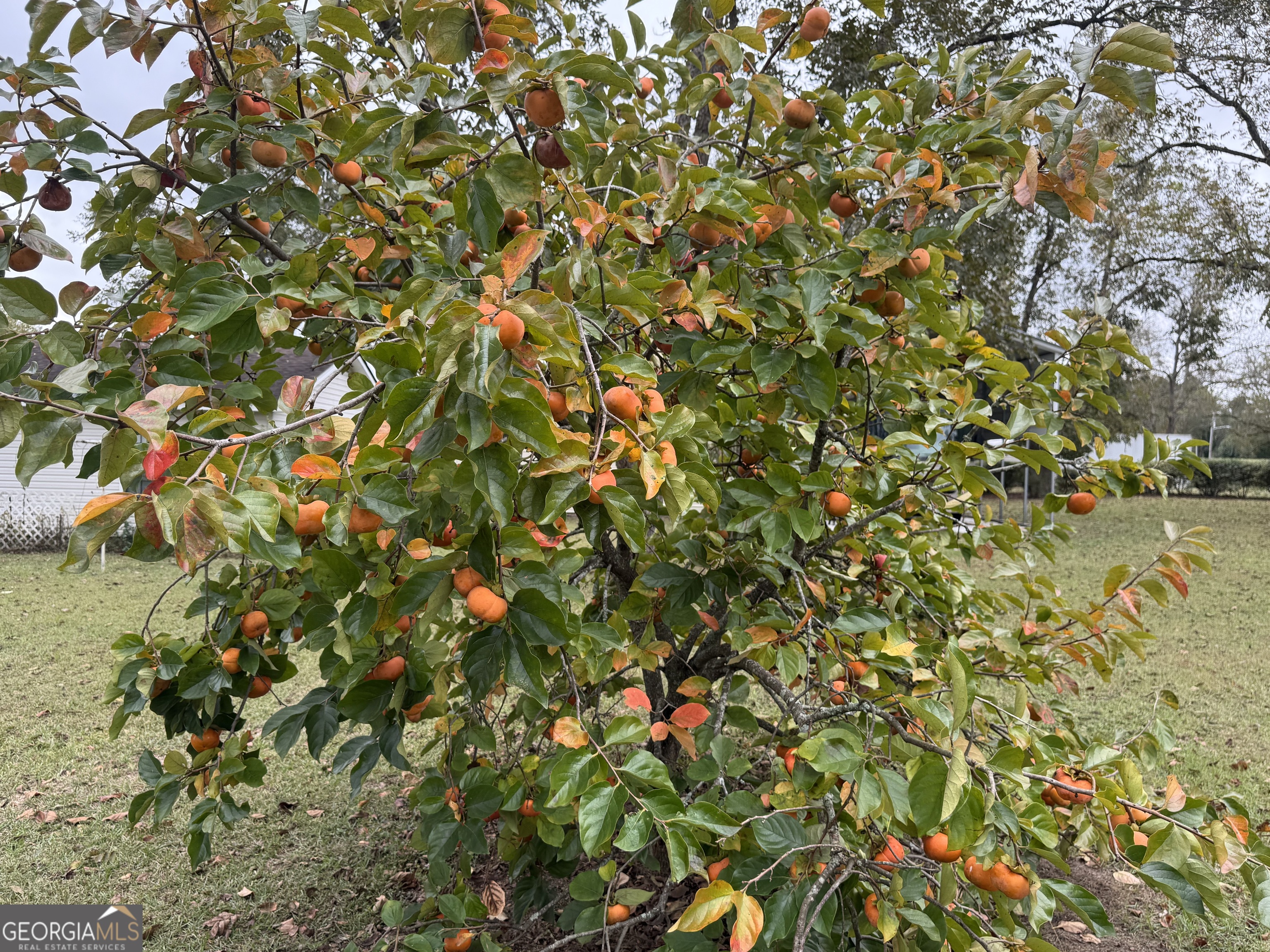 509 Lakeview Drive Dexter, GA 31019 - Photo 38 of 41