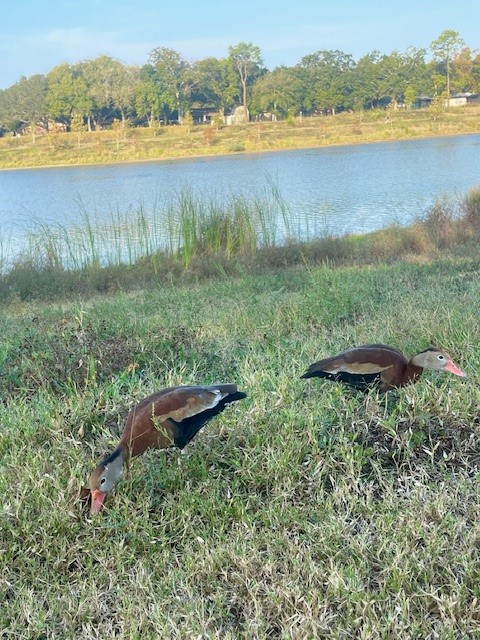 1517 Ramada Drive, Unit 1517 Houston, TX 77062 - Photo 13 of 19 a view of lake with mountain in background