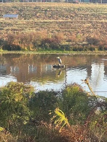 a view of a lake with a beach