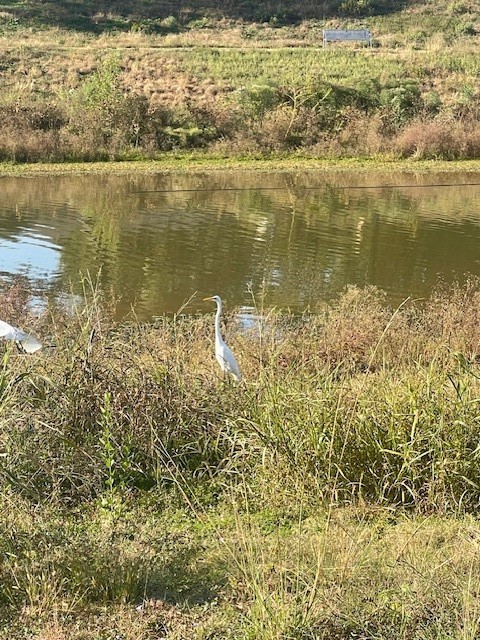 1517 Ramada Drive, Unit 1517 Houston, TX 77062 - Photo 15 of 19 a view of a lake view