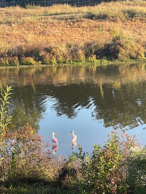 1517 Ramada Drive, Unit 1517 Houston, TX 77062 - Photo 16 of 19 an aerial view of a houses with ocean view