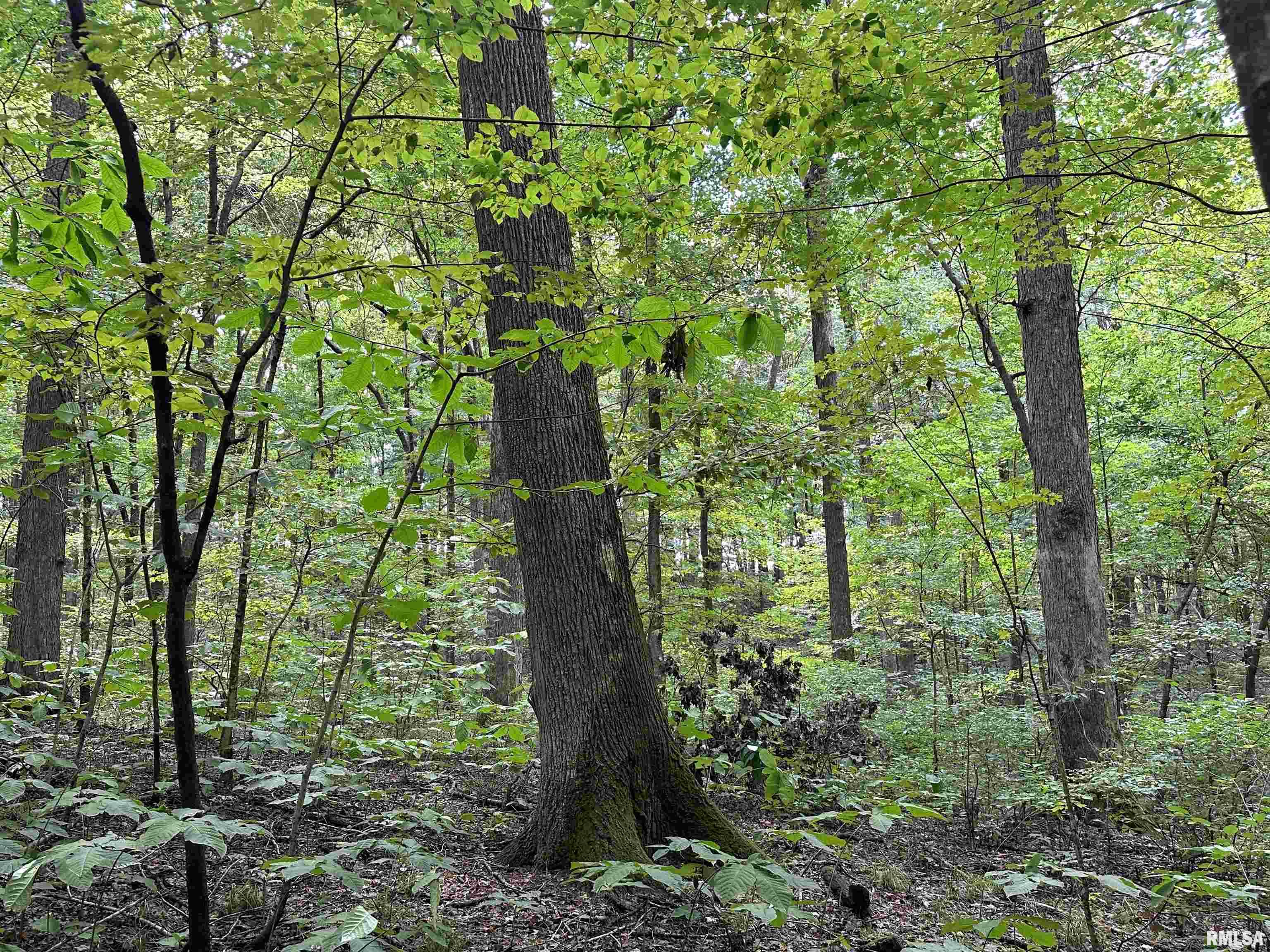 3210 Burns Road Dongola, IL 62926 - Photo 54 of 57
