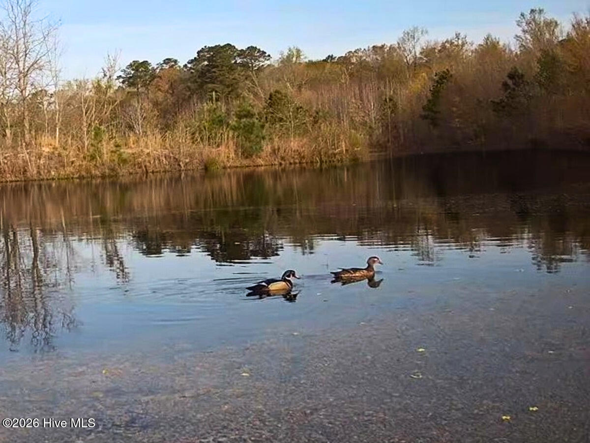 0 Durwood Evans Road Beulaville, NC 28518 - Photo 49 of 68 49. Ducks in ponds on trail cam