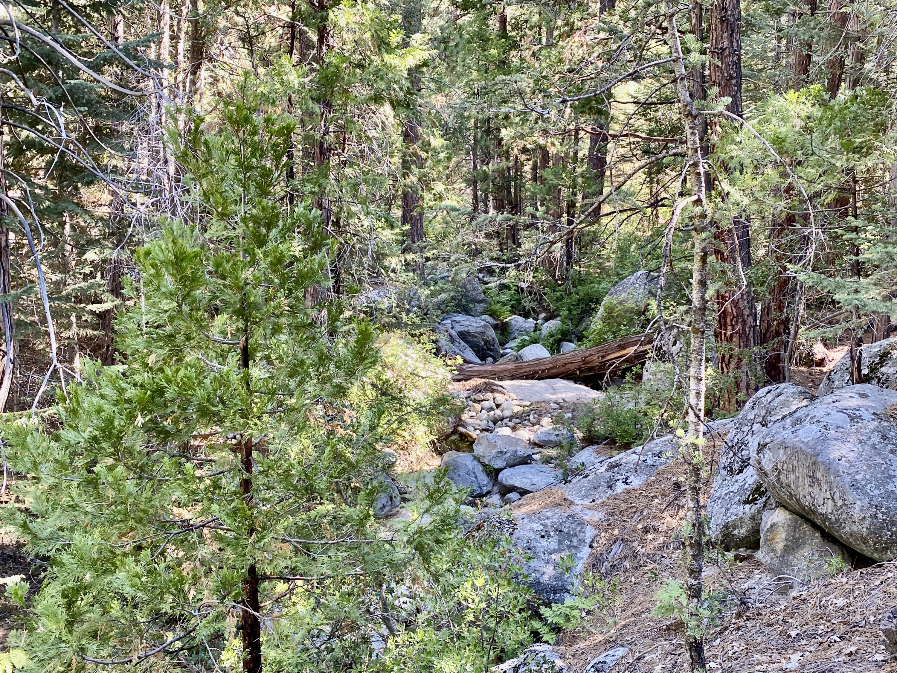 53080 4s02 Idyllwild, CA 92549 - Photo 67 of 77 a backyard of a house with a tree