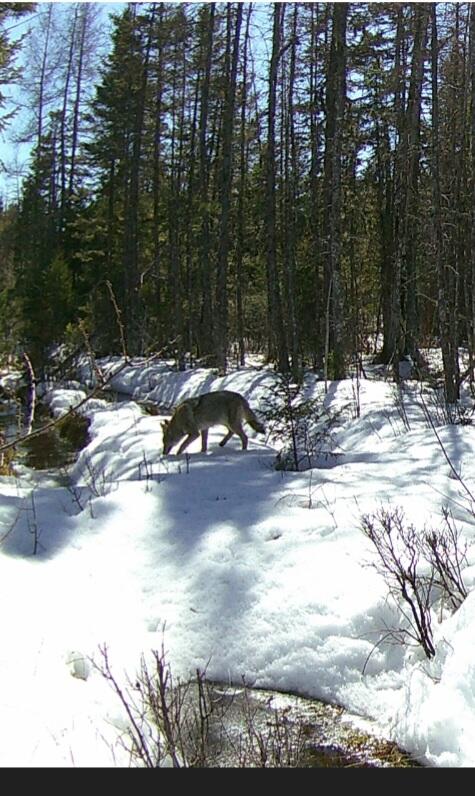 824 North Road Medford, ME 04463 - Photo 13 of 13 Wildlife