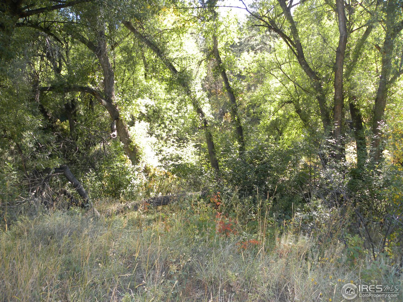 991 Sugarloaf Road Boulder, CO 80302 - Photo 2 of 5 a view of a yard with a tree