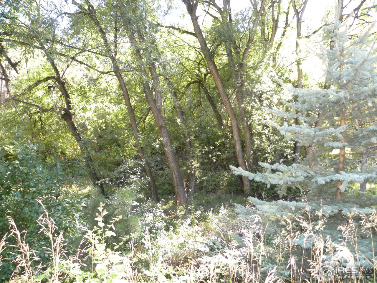 991 Sugarloaf Road Boulder, CO 80302 - Photo 3 of 5 a view of a forest with trees