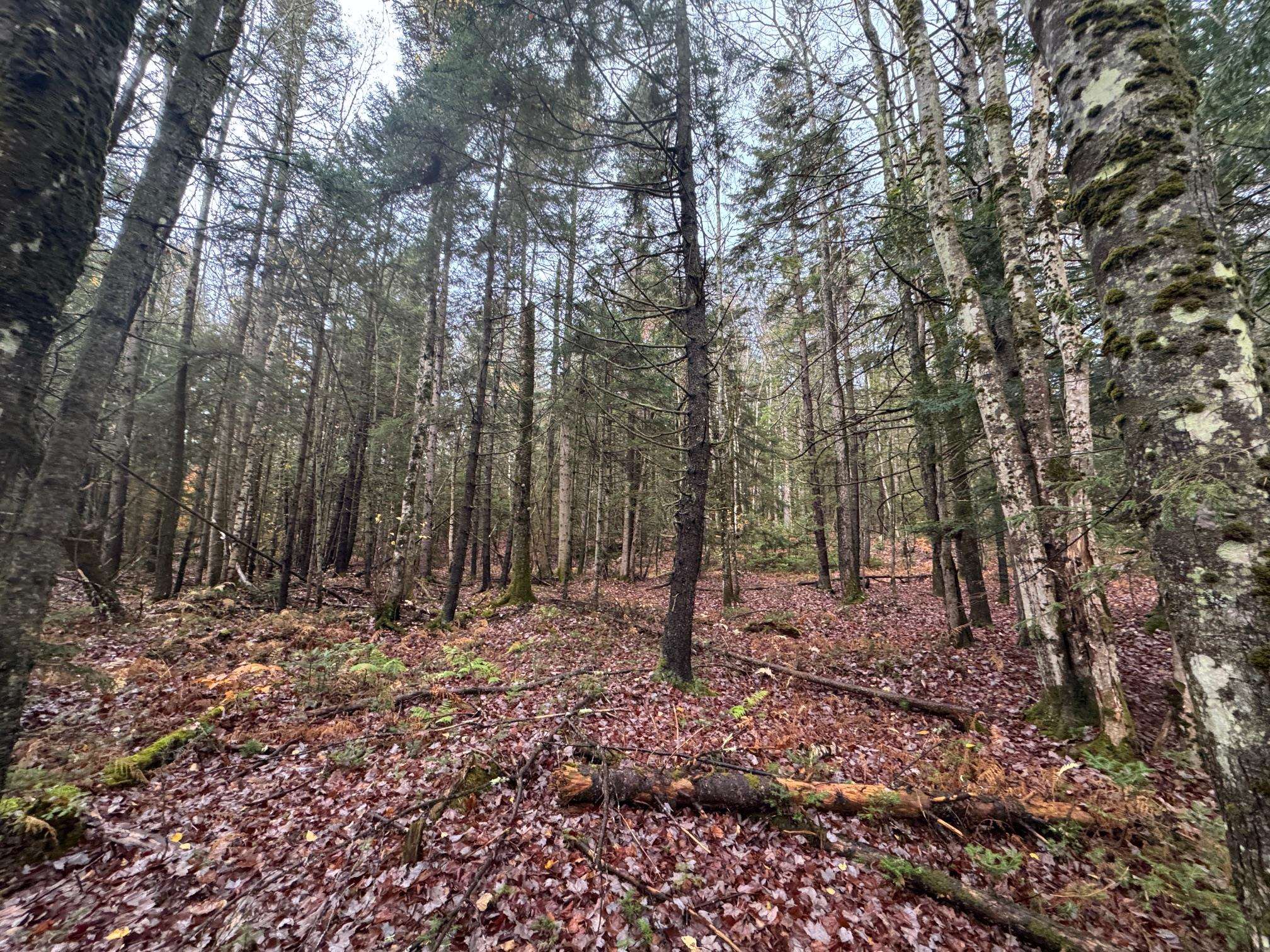 10 Hampshire Hill Road Worcester, VT 05682 - Photo 1 of 16