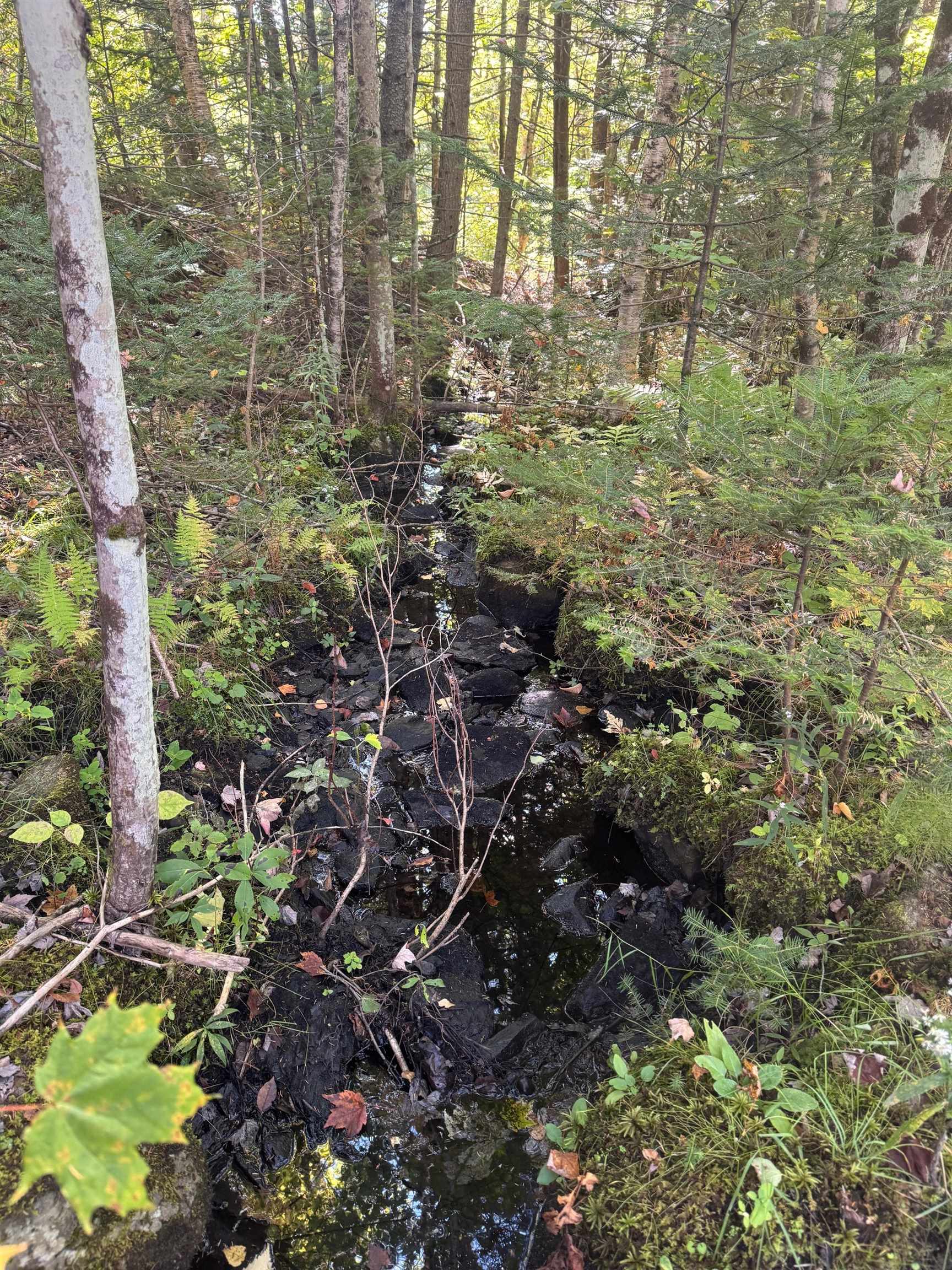 10 Hampshire Hill Road Worcester, VT 05682 - Photo 13 of 16
