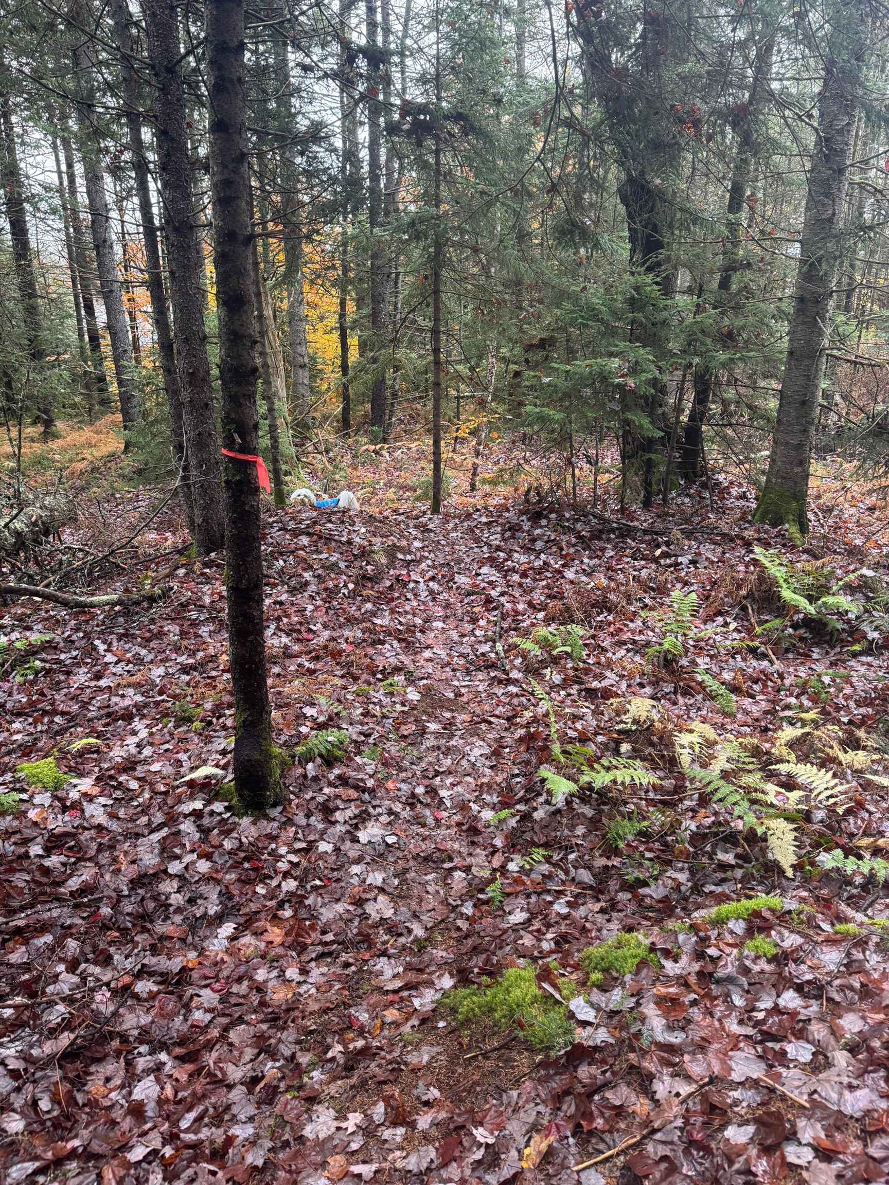 10 Hampshire Hill Road Worcester, VT 05682 - Photo 8 of 16