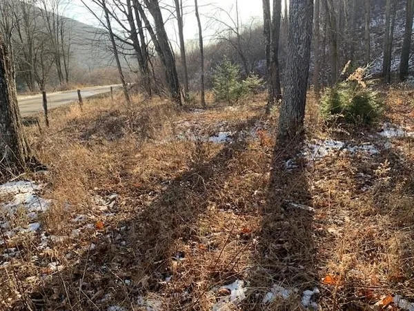 a view of a forest