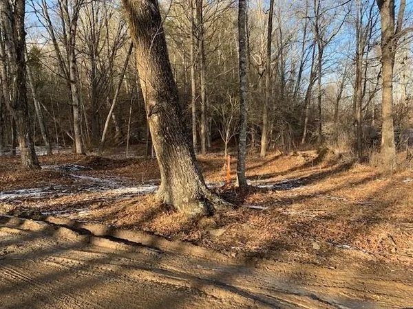a view of a backyard with large trees