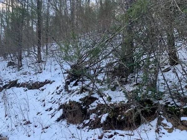 a view of a yard with trees