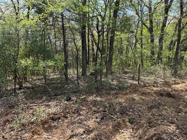 a view of a forest with trees in the background