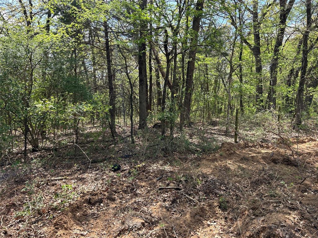a view of a forest with trees in the background