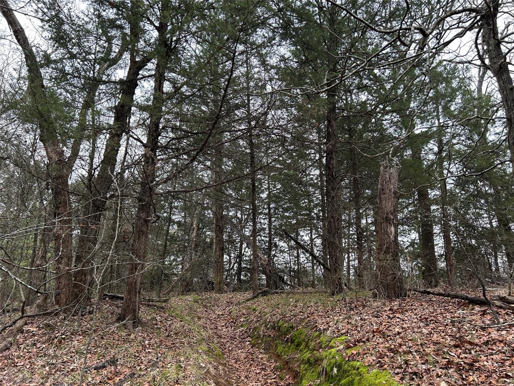 2112 Peterson Road Denison, TX 75021 - Photo 6 of 9 a view of a forest with trees in the background