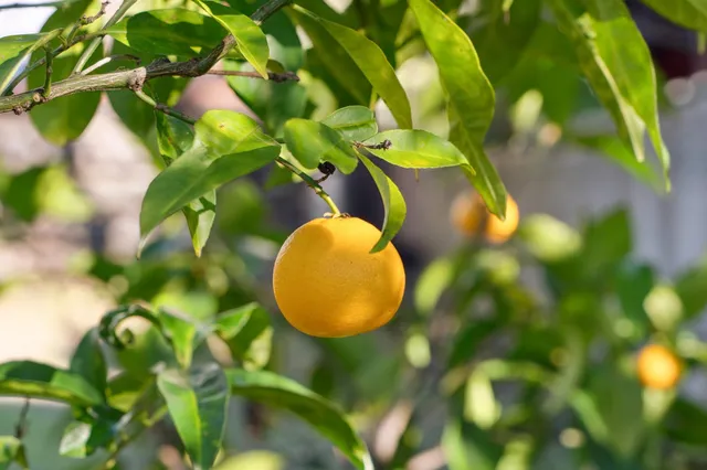 $1,795,000 | 37 Monticello Avenue, Piedmont, CA 94611