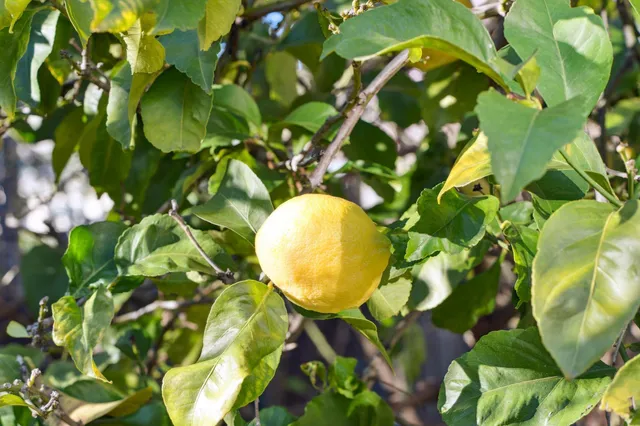 $1,795,000 | 37 Monticello Avenue, Piedmont, CA 94611