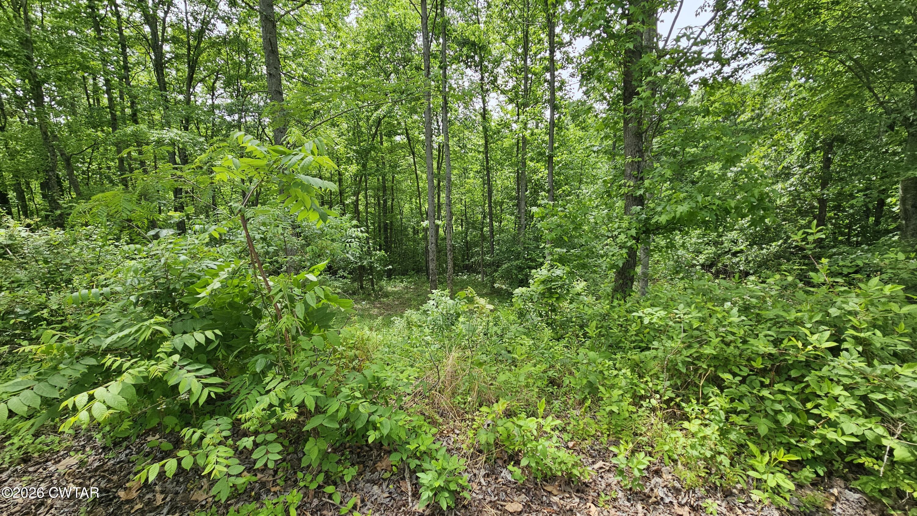 104 Sidney Baird Road Bradford, TN 38316 - Photo 2 of 10 a view of a lush green forest