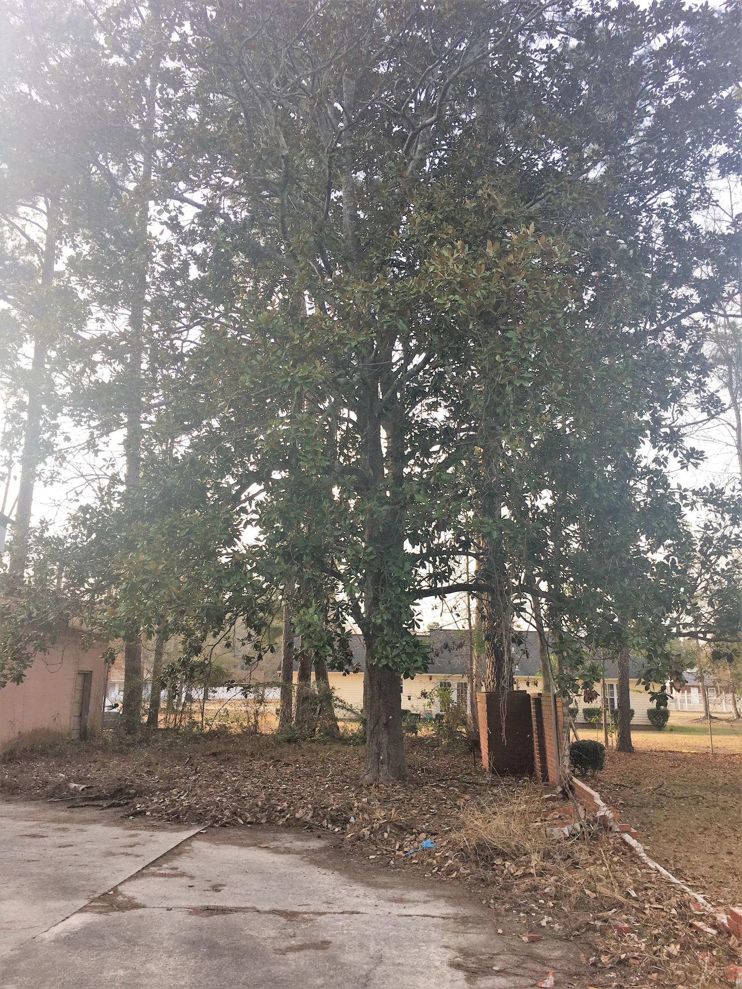 610 Lightsey St Extension Hampton, SC 29924 - Photo 9 of 32 Beautiful Magnolia
