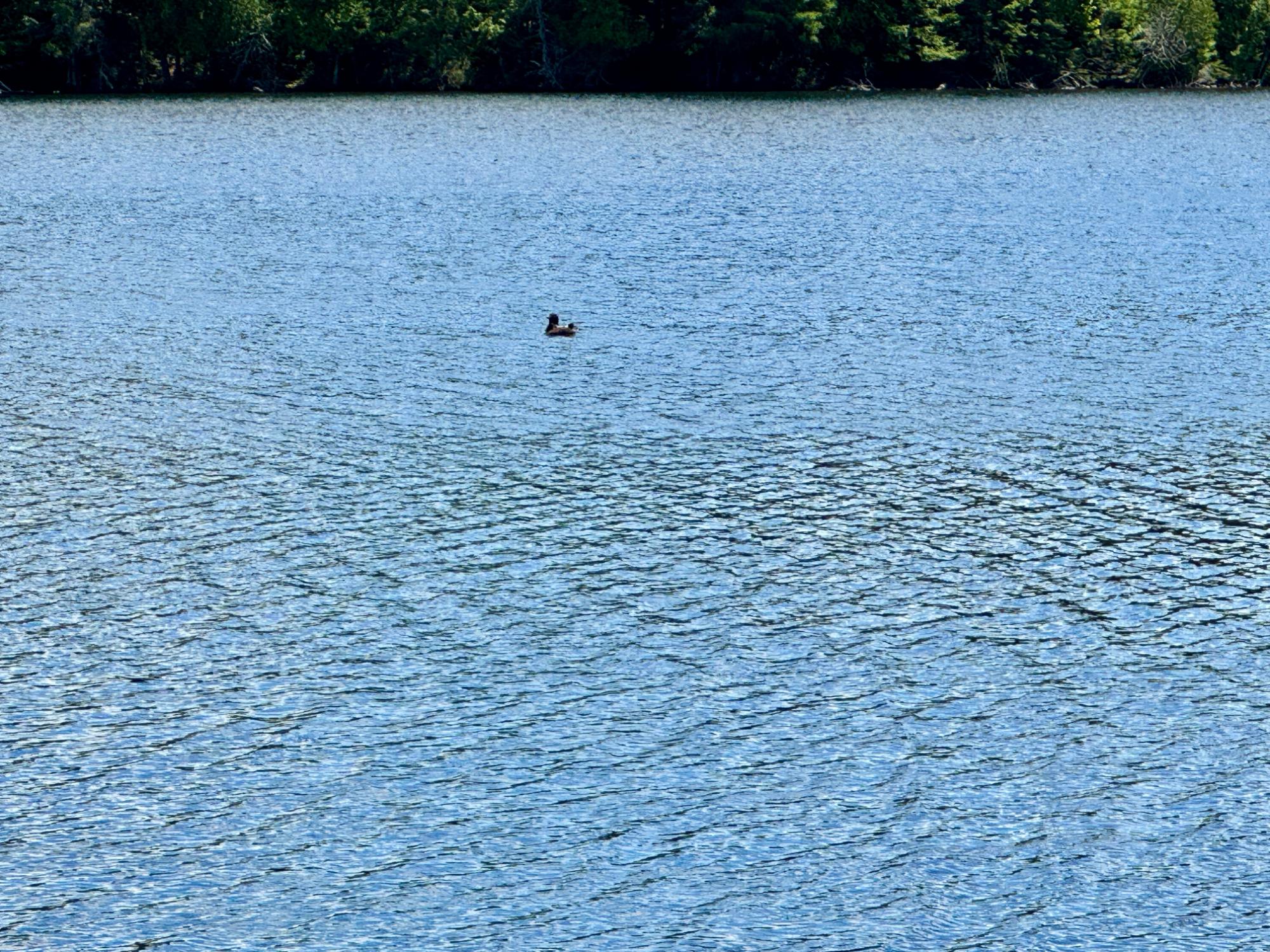 On Beatons Lake Road Watersmeet, MI 49969 - Photo 4 of 27 Gallery Image 4