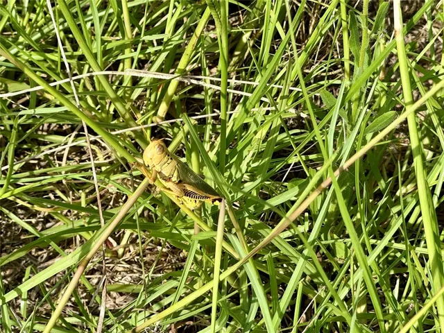 front view of a plant with a plant