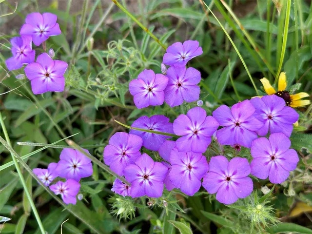 a view of a garden with an outdoor space