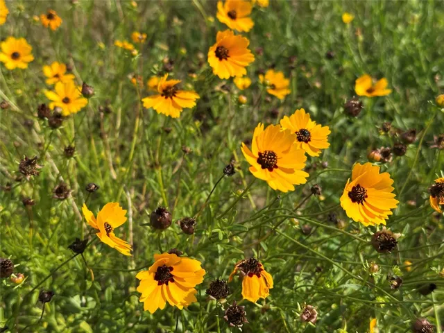 a view of a tree in a yard