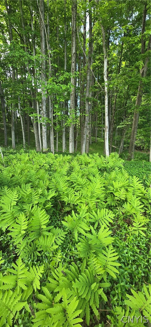 Saunders Road Clinton, NY 13323 - Photo 2 of 11