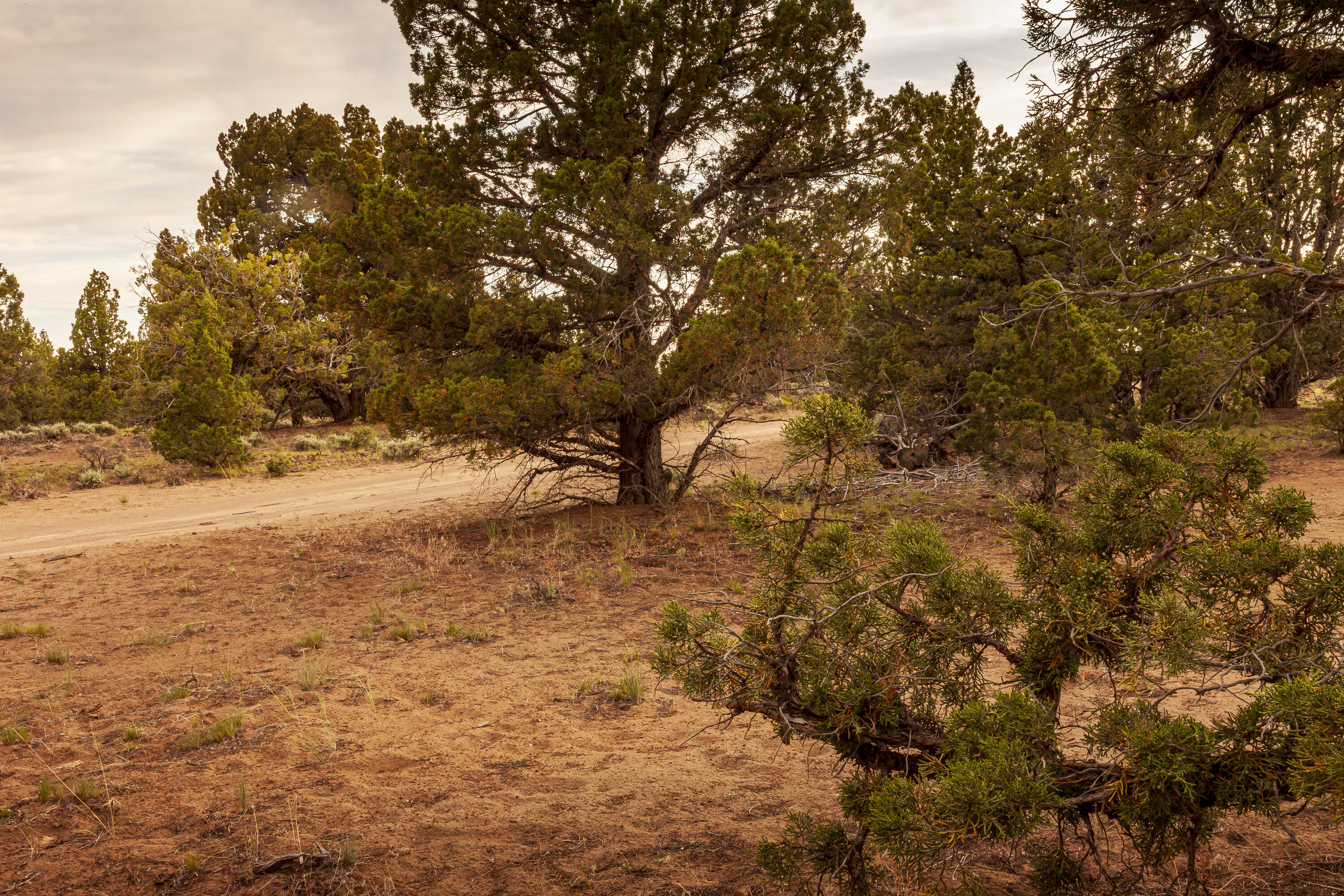 0 Rd 25 Aka Golden View Ranch Rd Bend, Unit LOT 30 Bend, OR 97701 - Photo 21 of 34 Approximate NE corner of the lot (looking Southwest).