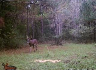 4739 Wallace Buie Road Columbia, AL 36319 - Photo 42 of 54