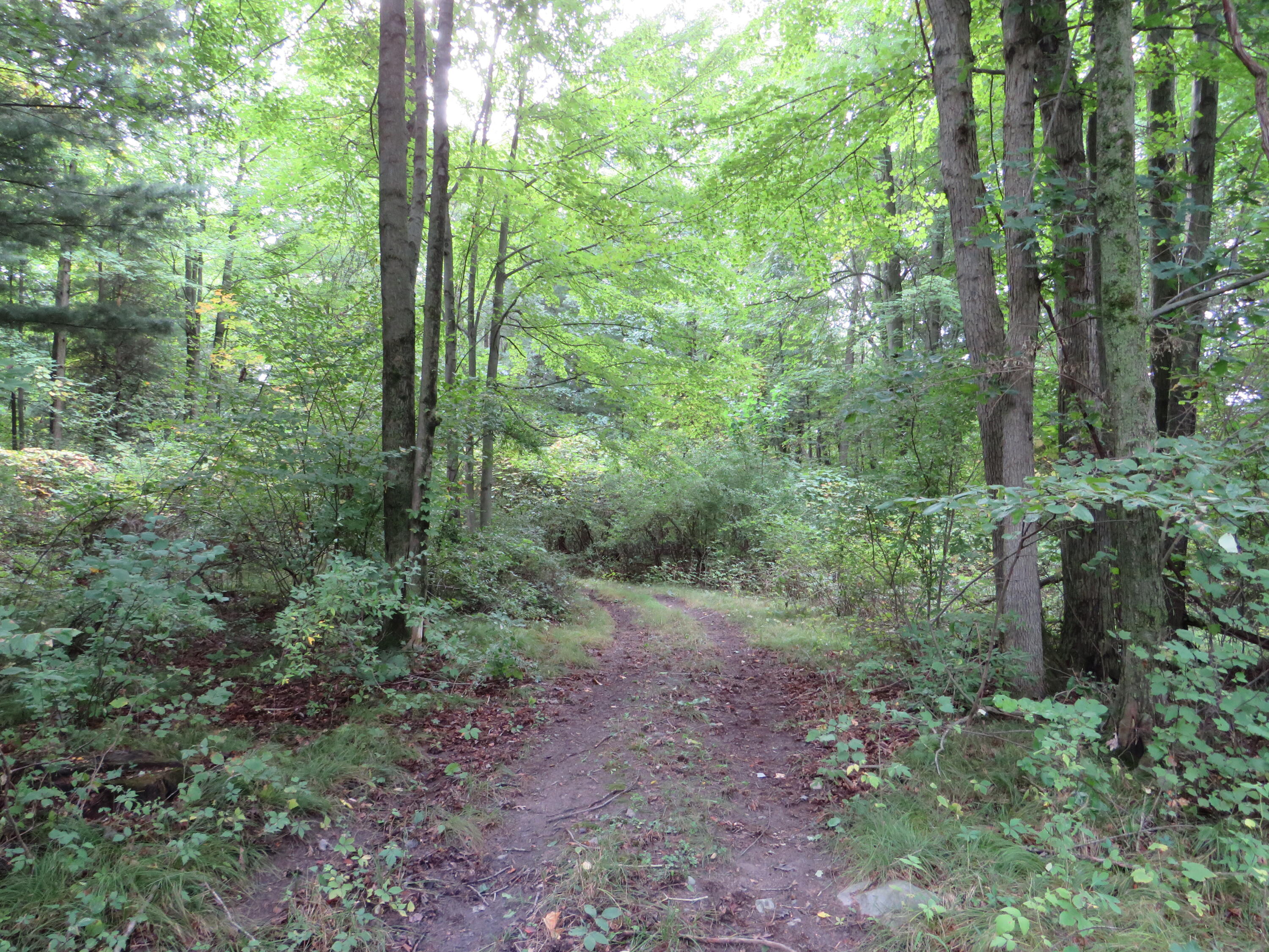 South Sheridan Road Sheridan, MI 48884 - Photo 7 of 83 IMG_0987