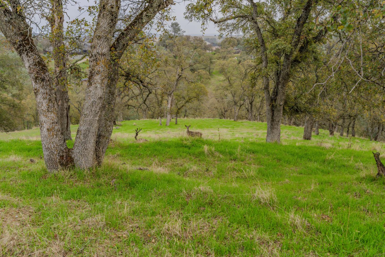 8719 Sparrowk Road Valley Springs, CA 95252 - Photo 3 of 29 a view of a park with large trees
