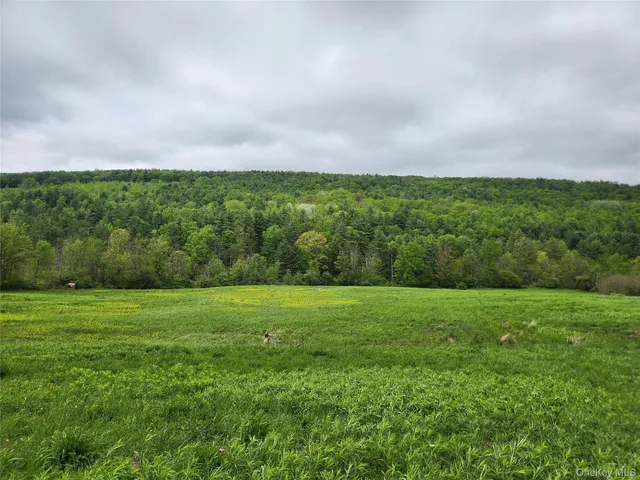 a view of a lush green forest