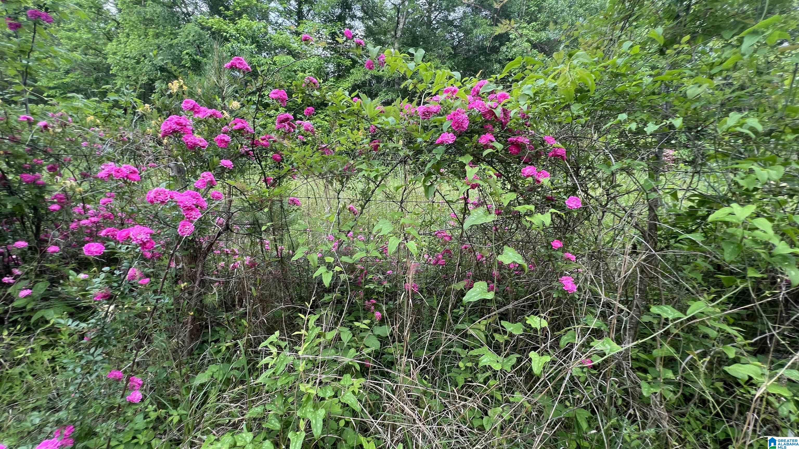 Lot 5 Woods Bend Road, Unit LOT 5 Ragland, AL 35131 - Photo 5 of 13